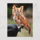 Suche nach rote eule postkarten Vogelvogel