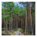Suche nach kiefernwald poster Bäume