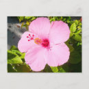Suche nach tropische blumen postkarten Rosa