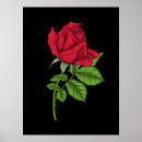 Suche nach rote rose poster Rosa