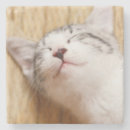 Suche nach schlafenkätzchen Katze