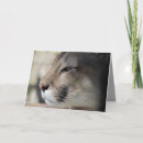 Suche nach panther karten Berglöwe