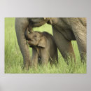 Suche nach asiatischer junge poster Spielen