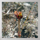 Suche nach knospen poster Winter