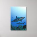Suche nach reina poster Karibischer riffhai