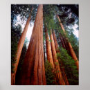 Suche nach alter baum poster Blau