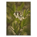 Suche nach heidelbeere poster Für sie