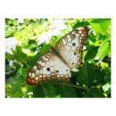 Suche nach exotische schmetterlinge poster Tropisch