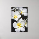 Suche nach plumeria kunst poster Baum