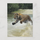 Suche nach bengalischer tiger postkarten Natur