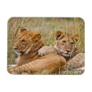 Suche nach kneipen magnete Löwen