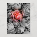 Suche nach einzigartige postkarten Rose
