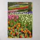 Suche nach keukenhof poster Hyazinth
