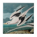 Suche nach audubon fliesen Vogel