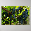 Suche nach weinrebe poster Weinberge