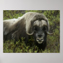Suche nach moschusochse poster Alaska