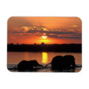 Suche nach delta magnete Tierwelt