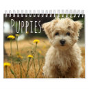 Suche nach welpen kalender Retriever