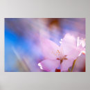 Suche nach rosa kirschblüte poster Kirsche