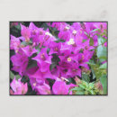 Suche nach bougainvillea postkarten Blumen