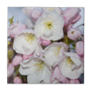 Suche nach apfelblüten fliesen Frühjahr