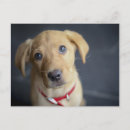 Suche nach labrador welpe postkarten Fotografie