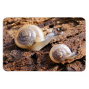 Suche nach schnecke magnete Wild lebende tiere