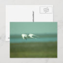 Suche nach seeschwalben postkarten Natur