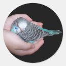Suche nach budgies Australien