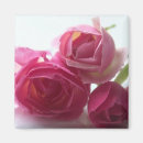 Suche nach rosa rosen magnete Mit blumen