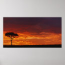 Suche nach akazienbaum poster Kenya