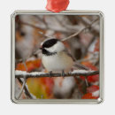 Suche nach kleine vögel ornamente Winter