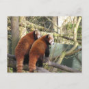 Suche nach rote pandas poster Tiere