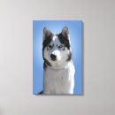 Suche nach husky leinwandbilder Hund