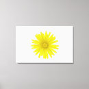 Suche nach taraxacum poster Wachstum