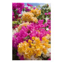 Suche nach tropische inseln poster Blume