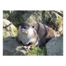 Suche nach otter foto poster Wildtiere