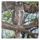 Suche nach eule fliesen Natur