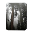Suche nach riesen magnete Sequoia