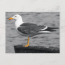 Suche nach möwe poster Fotografie