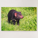 Suche nach teufel puzzle Tiere