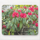 Suche nach rhododendren Schön