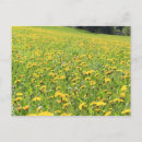 Suche nach gelber löwenzahn postkarten Blumen