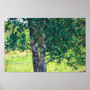Suche nach birkenbäume poster Blätter
