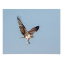 Suche nach kleines flugzeug poster Himmel