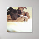 Suche nach pitbullterrier Braun