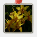 Suche nach orchideen ornamente Fotografie