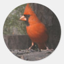 Suche nach roter kardinal aufkleber Vögel