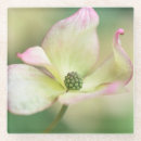 Suche nach flowerbed Blüte