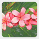 Suche nach frangipani aufkleber Rosa